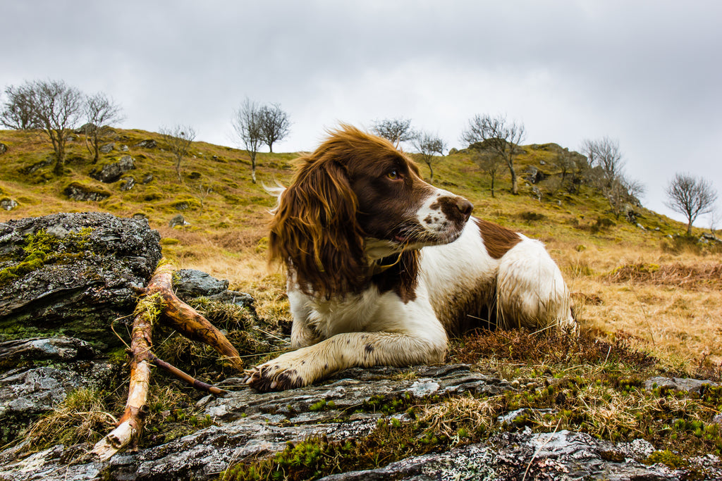 News Highlight: Trained spaniels find surviving koalas