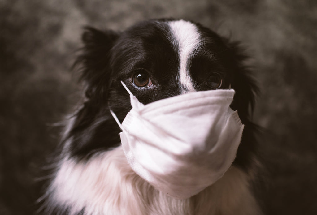 Canine detection in medicine