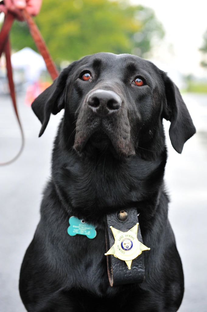 University of Auburn's Vapor Wake detection dogs