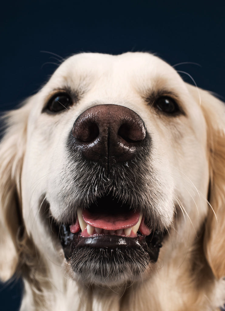 News Highlights - Labradors, a familiar family friend!
