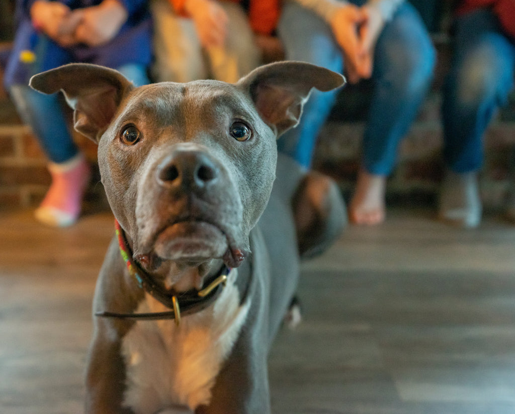 The many benefits of our furry friends