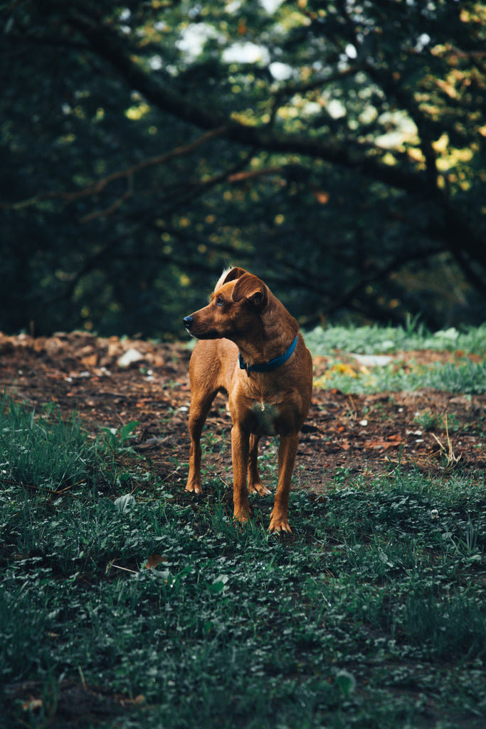 Large soil samples screened with canines