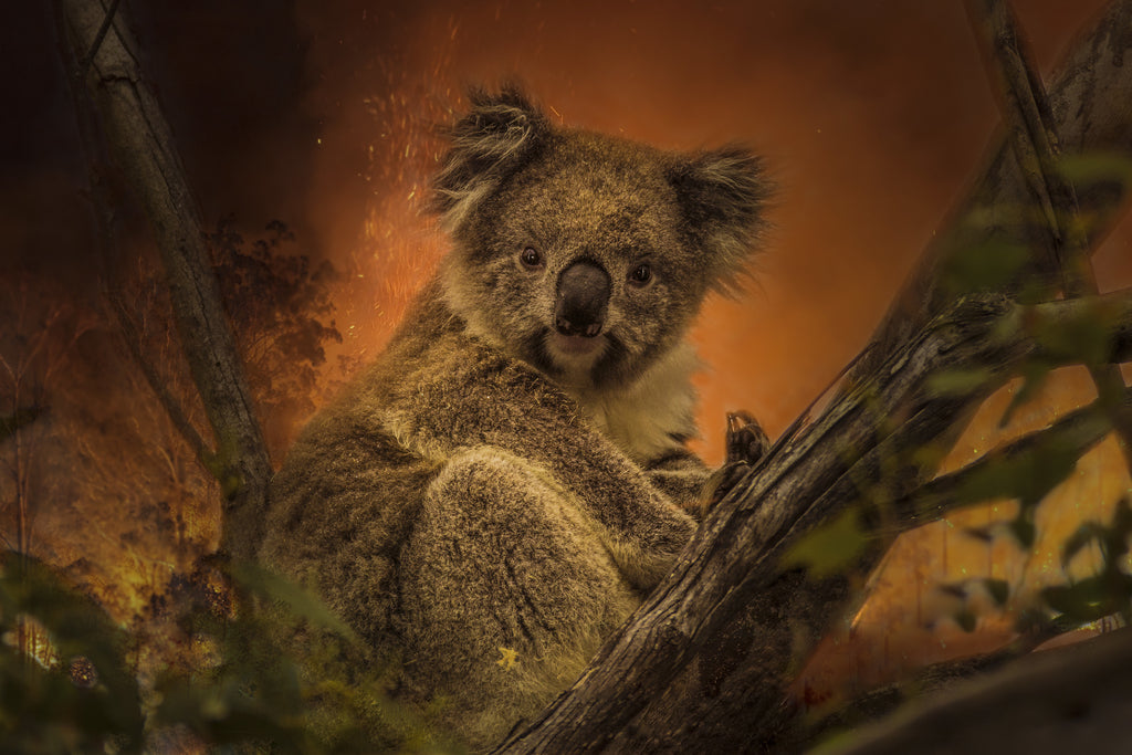 Abandoned dog becomes koala-finding superstar